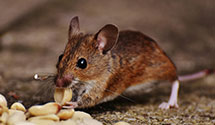 24 Hour & Emergency Exterminators in Bastian, VA